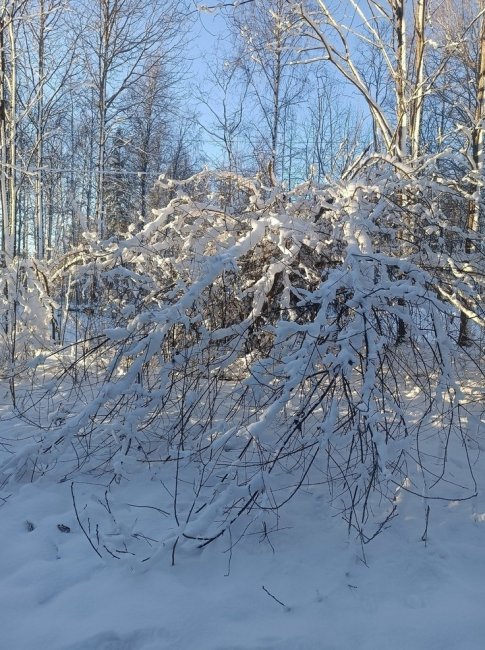 Снегопады и плохая видимость добавятся к аномальным морозам в Карелии