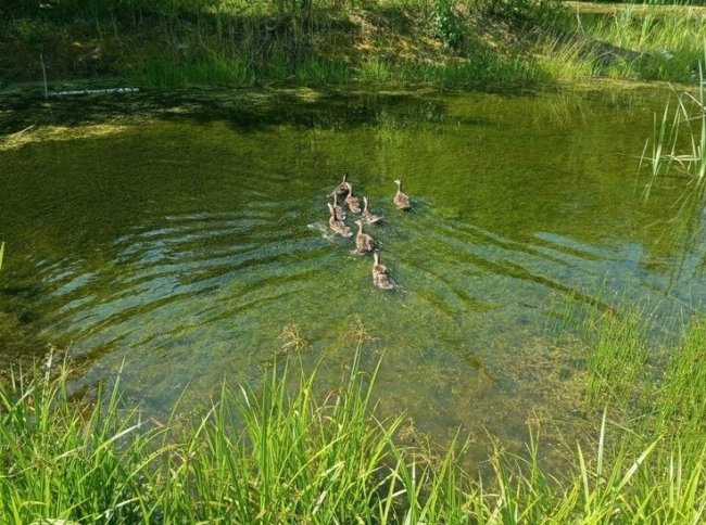 Во Владимирской области выпустили тамбовских уток в болотистые угодья