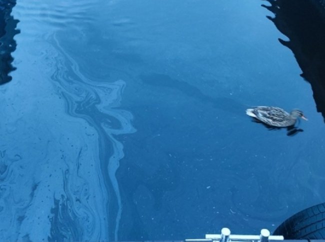 На Ладожском озере вновь обнаружены нефтяные пятна