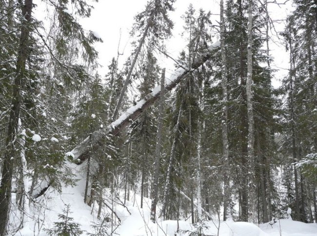 Жители Сольвычегодска прогулялись по Экологической тропе