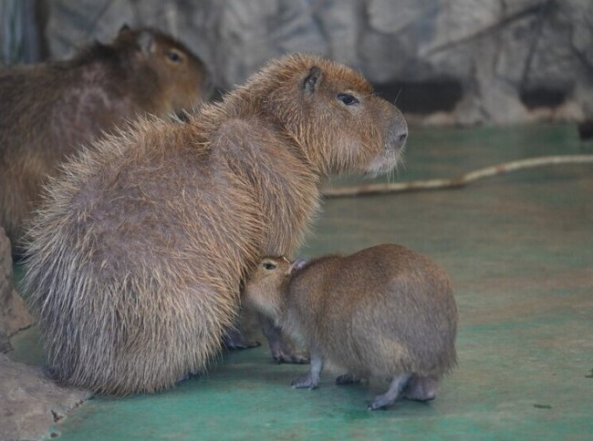Российские зоопарки неожиданно столкнулись с дефицитом одного животного