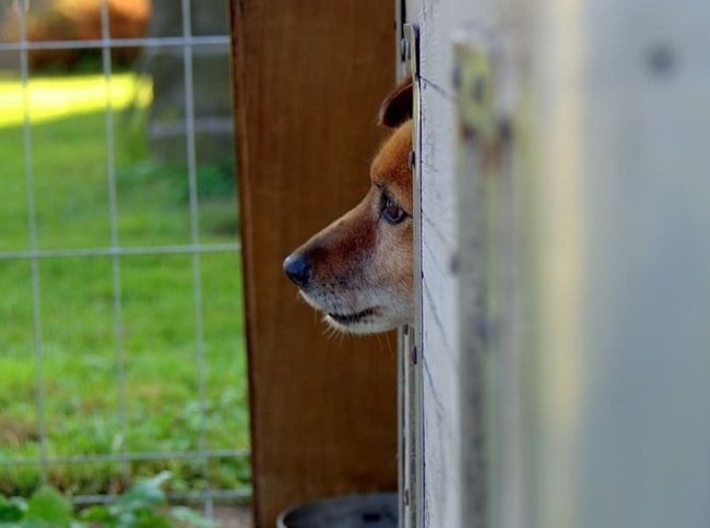 В ДНР незрячие могут получить специально обученных собак-поводырей