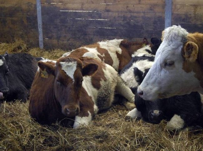 Власти сделали важное заявление на фоне массового забоя скота в Сибири