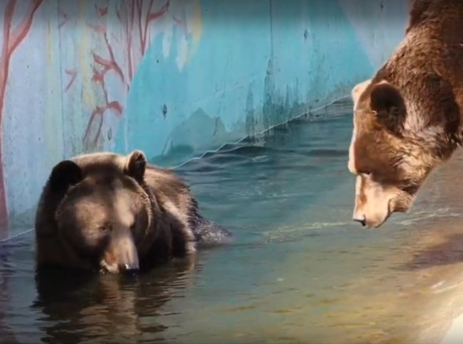 Ярославские медведи открыли купальный сезон