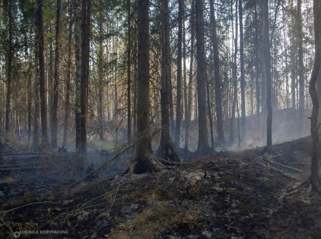 В Суоярвском районе отменили действие противопожарного режима